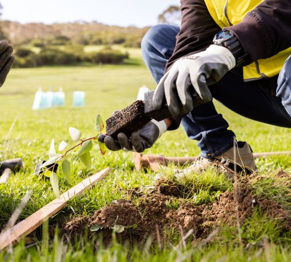 carbon-offset-program-image-1.jpg